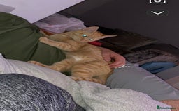 Mixed Breed cats for sale: Female ginger cat - Image 2