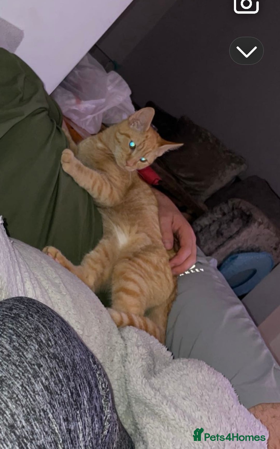 Mixed Breed cats for sale: Female ginger cat - Image 2