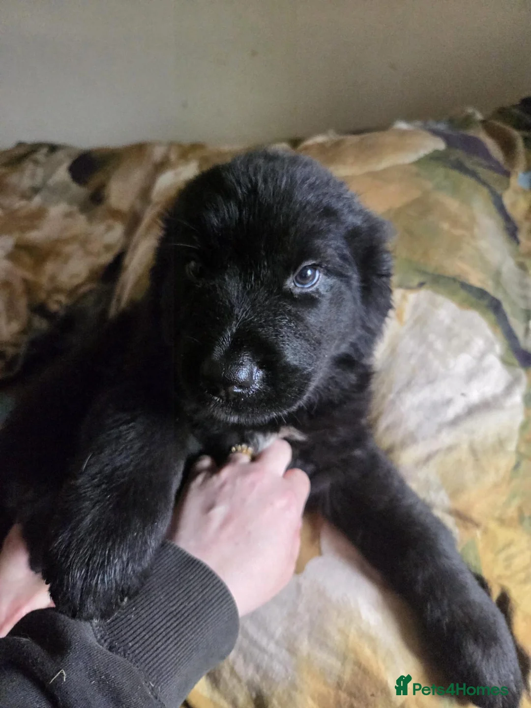 Mixed Breed dogs for sale: Saint Bernard/ Newfoundland mix pups in Isle of Lewis - Advert 2