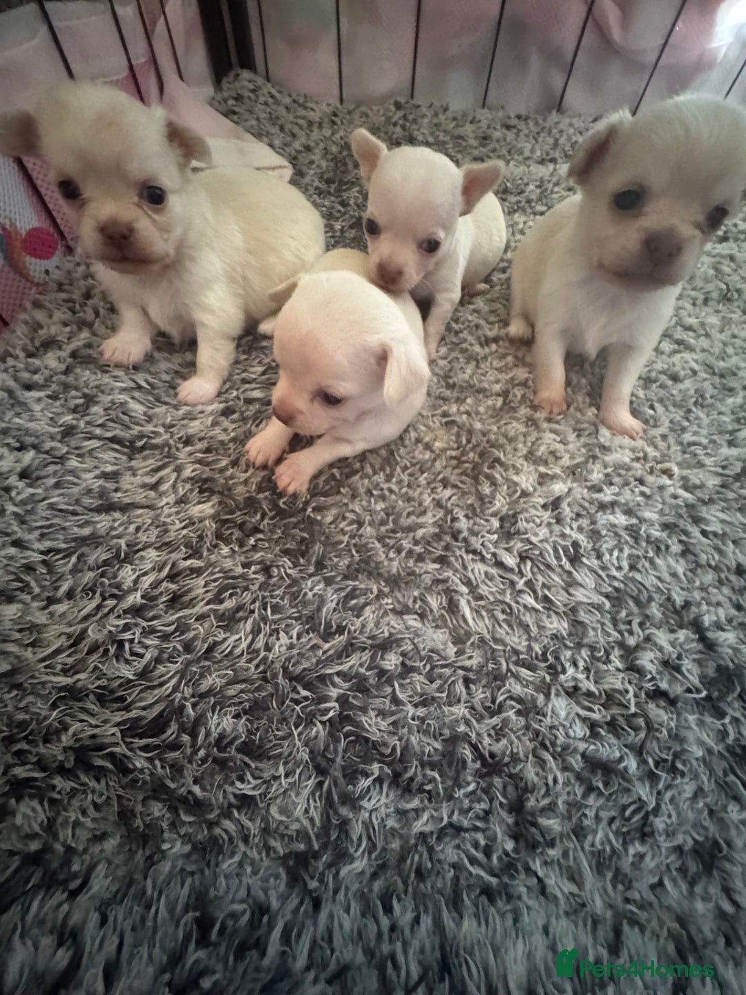 Chihuahua dogs for sale: Double chocolate platinum baby’s  - Image 29