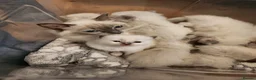 Ragdoll cats for sale: Pedigree Blue Point Ragdoll kittens  in Kirriemuir - Advert 2