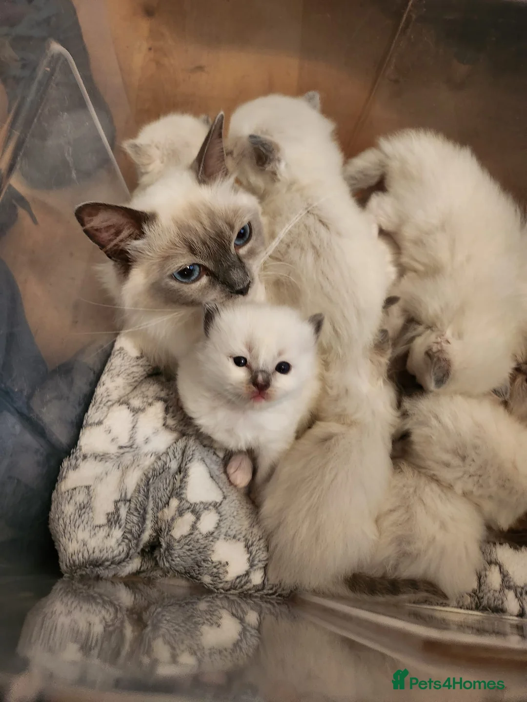 Ragdoll cats for sale: Pedigree Blue Point Ragdoll kittens  in Kirriemuir - Advert 2
