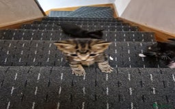Domestic Shorthair cats for sale: Kittens - Advert 4