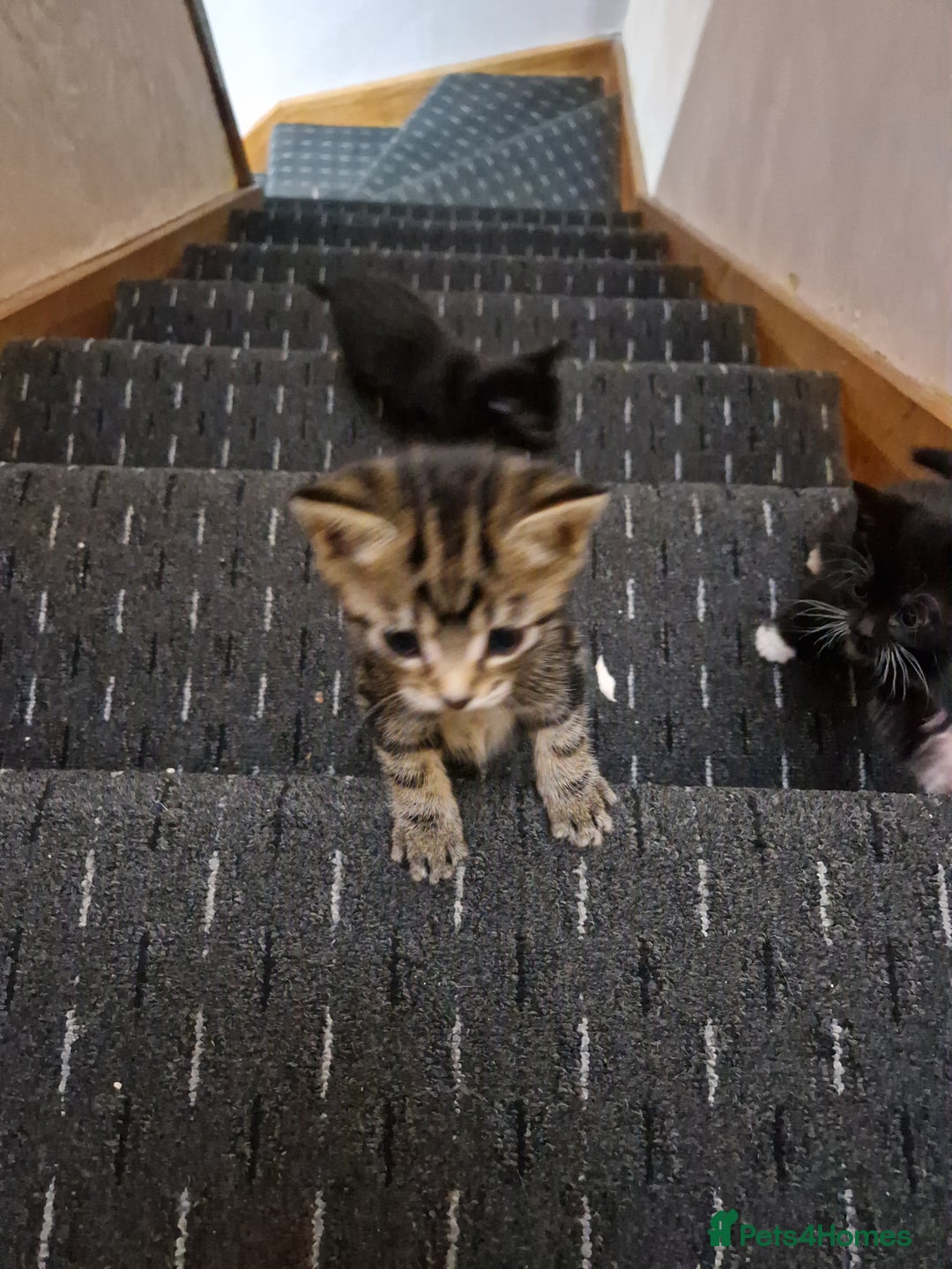 Domestic Shorthair cats for sale: Kittens - Advert 4