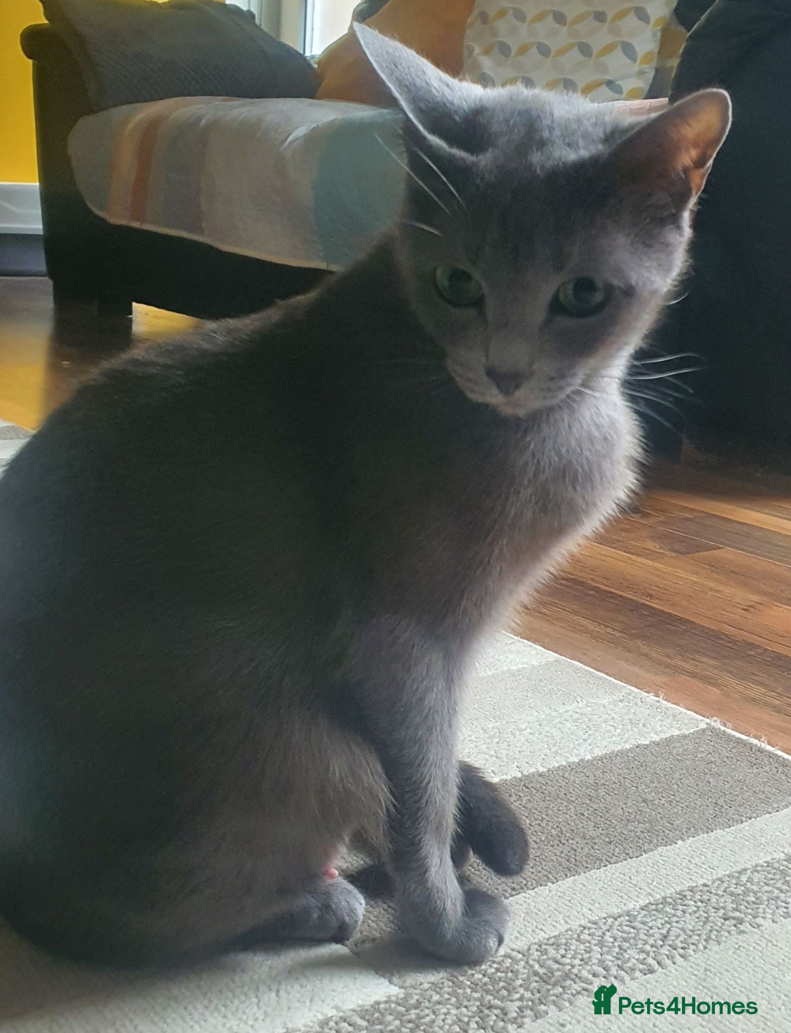 Russian Blue cats 🐾 Beautiful Russian Blue Kittens 🐾 - Advert 2