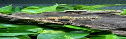 Leopard Gecko reptiles for sale: Leopard Geckos at Urban Exotics  - Advert 4
