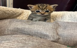 Persian cats for sale: Persian mother tabby daddy - Image 7