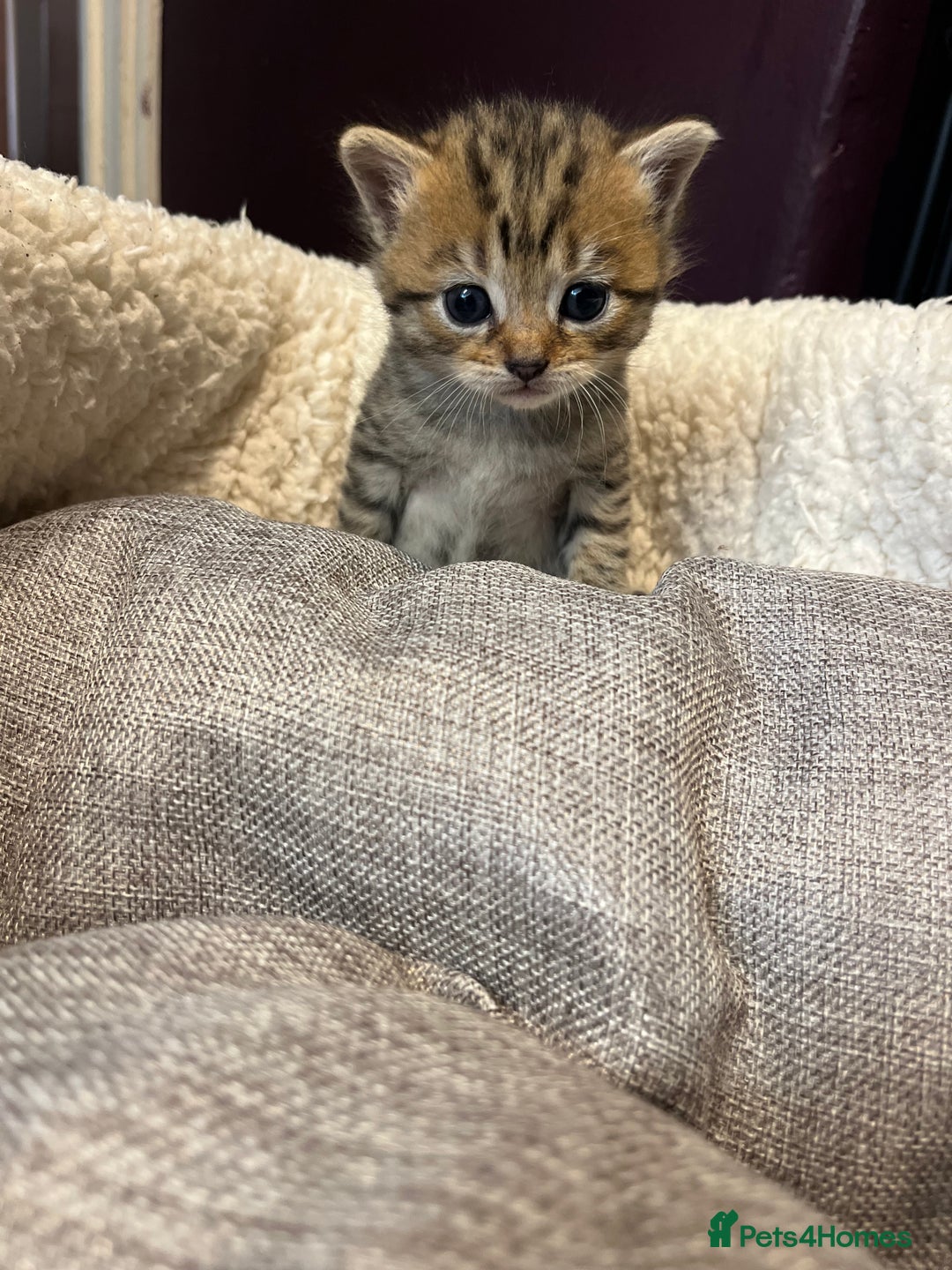 Persian cats for sale: Persian mother tabby daddy - Image 7