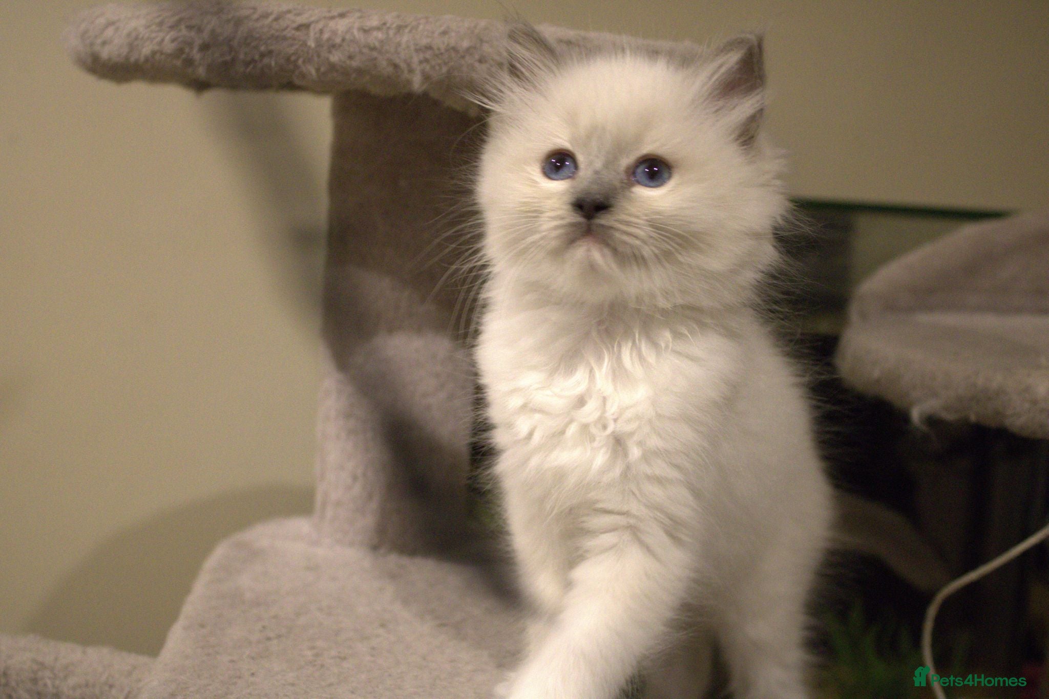 Ragdoll cats Beautiful Ragdoll kittens - Advert 1