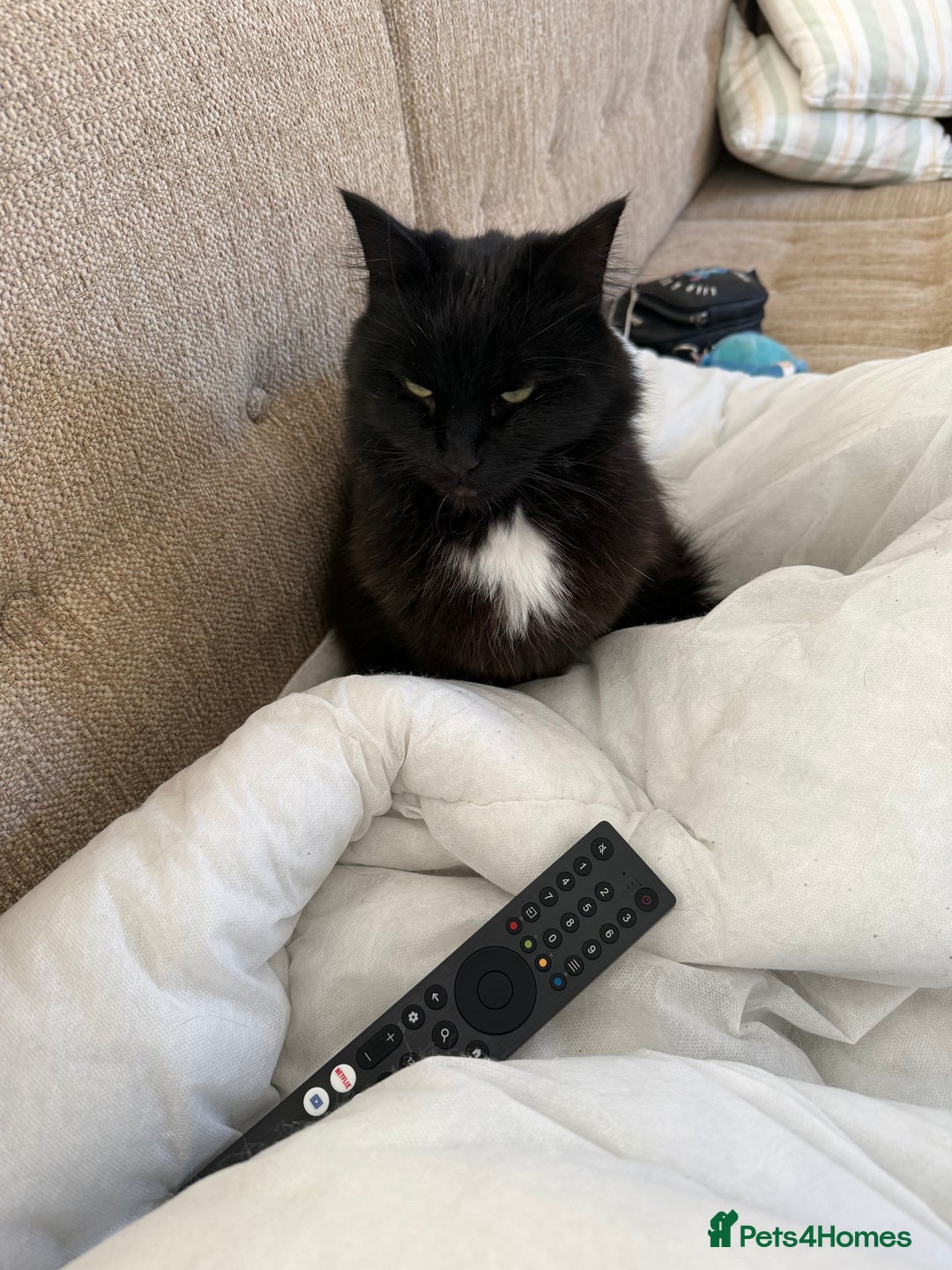 Mixed Breed cats for sale: Free to good home - Advert 8