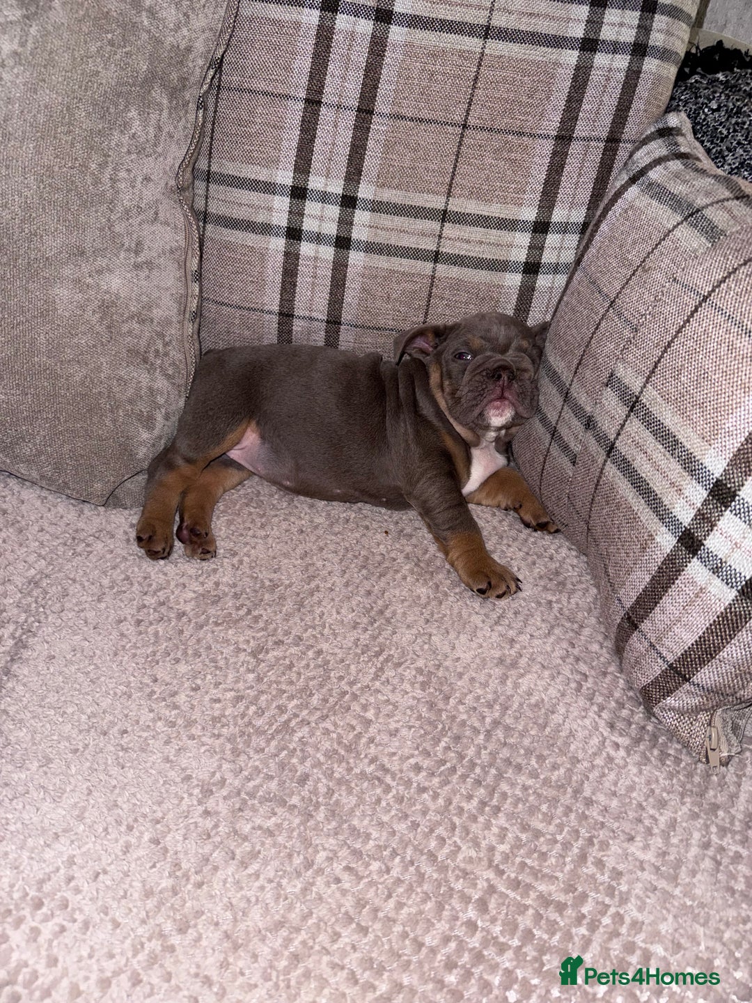 English Bulldog dogs for sale: Last little lady, English Bulldog  - Advert 20