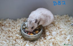 Hamster rodents for sale: Young Syrian Hamsters - Image 4