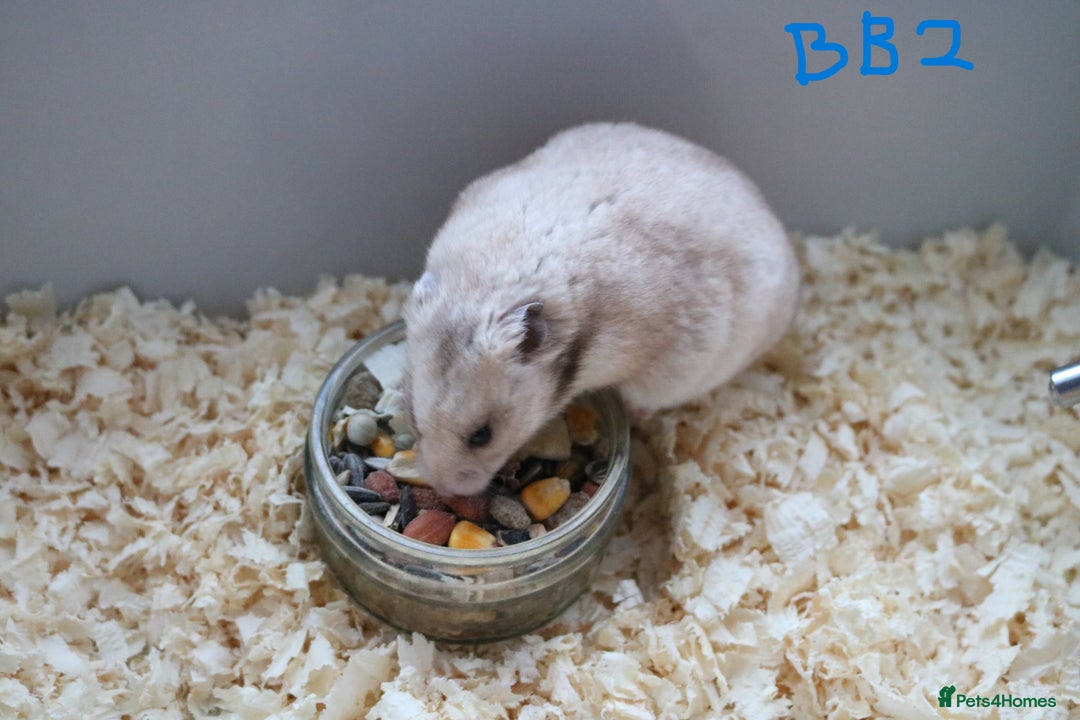 Hamster rodents for sale: Young Syrian Hamsters - Image 4