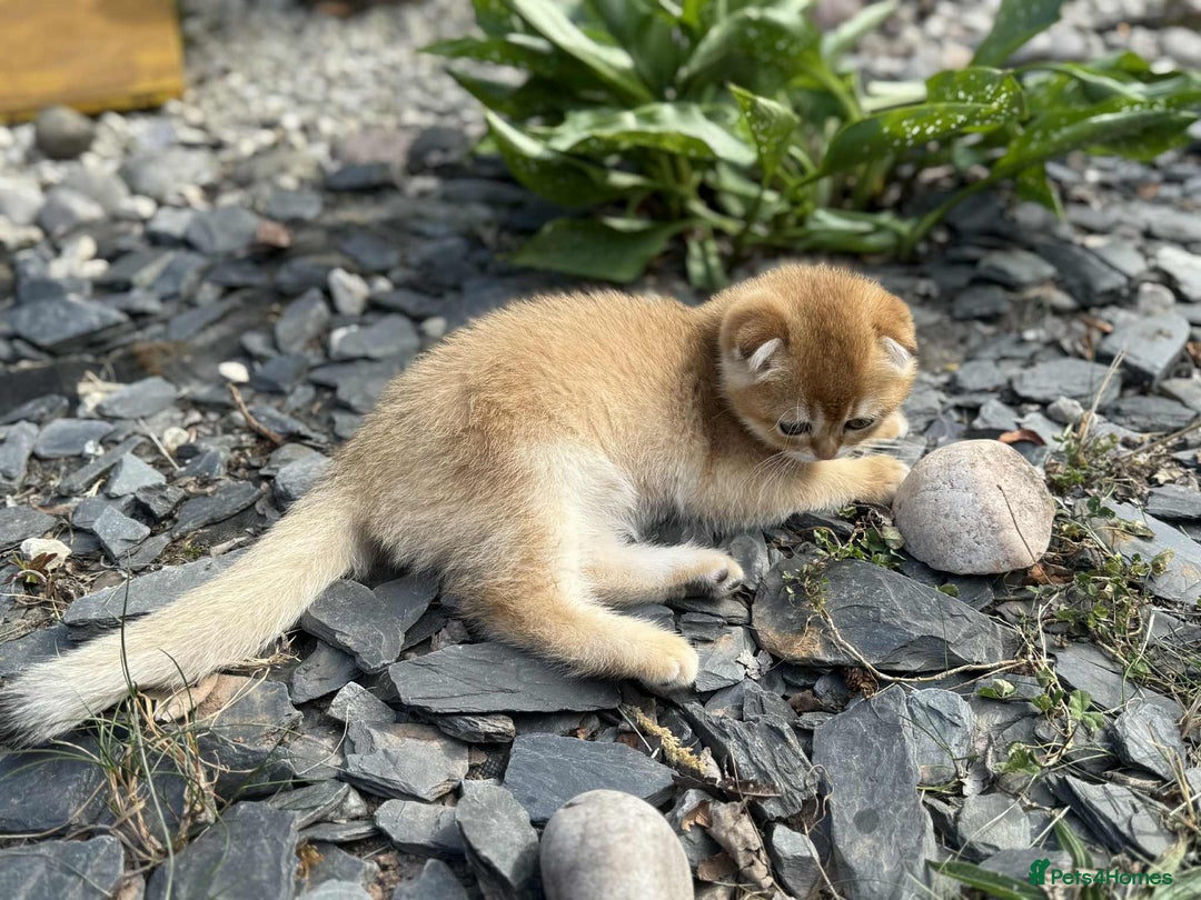 Scottish Fold cats for sale: 1male  1 female READY TO COLLECT - Image 6