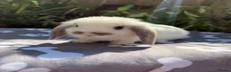 Mini Lop rabbits for sale: X8 baby Mini lop boys  - Advert 6