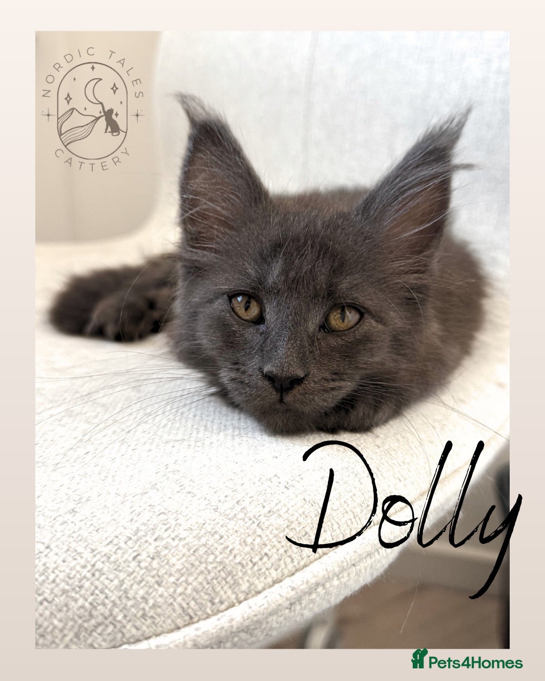 Maine Coon cats Stunning TICA Solid Blue & Smoke Pedigree Kittens  - Advert 2