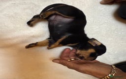 Dachshund dogs for sale: Smooth hair standard dachshunds - Image 3