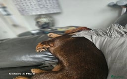 Dachshund dogs for sale: TWO DAUSHUNDS - Image 27