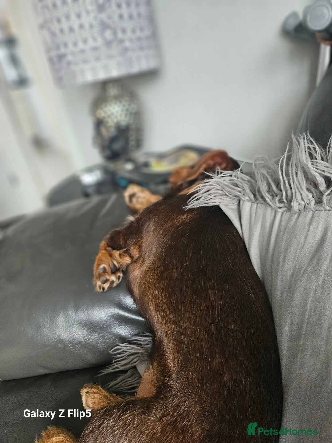 Dachshund dogs for sale: TWO DAUSHUNDS - Image 27