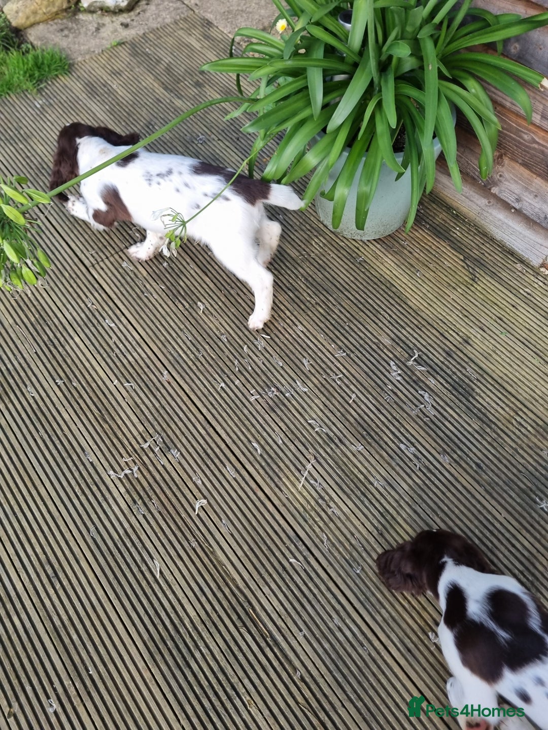 English Springer Spaniel dogs for sale: English springer spaniels  - Image 16