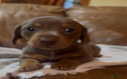Miniature Dachshund dogs for sale: Beautiful chocolate and tan female  - Advert 3