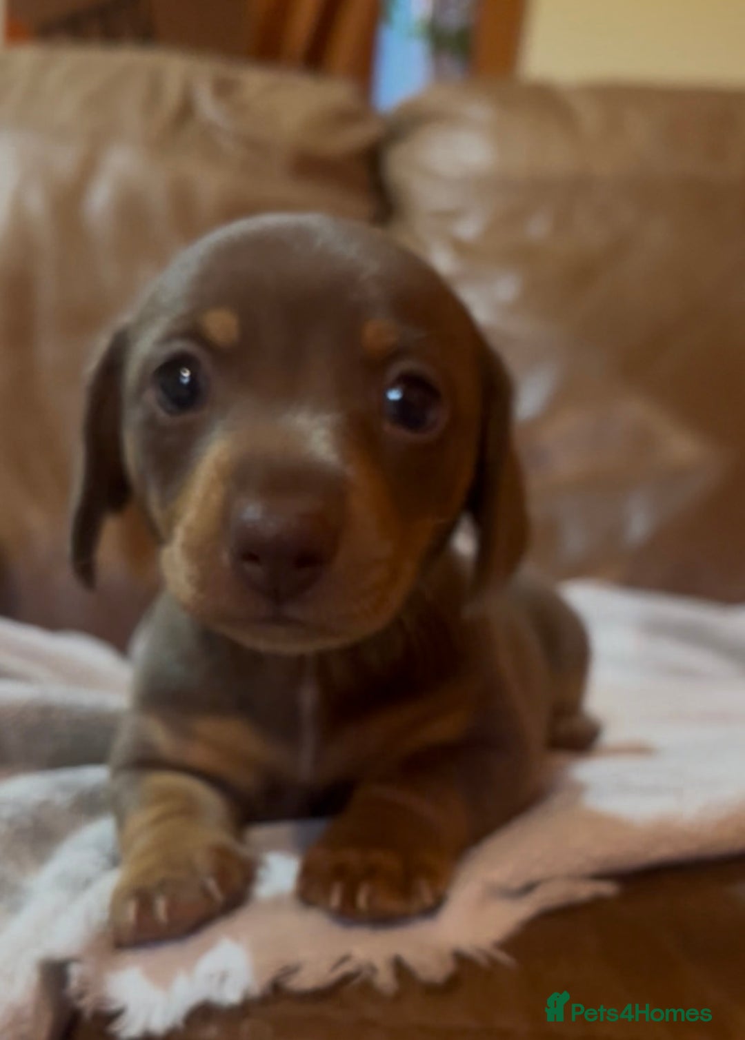 Miniature Dachshund dogs for sale: Beautiful chocolate and tan female  - Advert 3