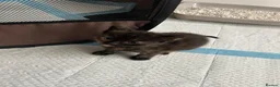 Mixed Breed cats for sale: Female tabby x long hair Bombay kitten ready now - Advert 7
