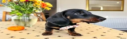 Miniature Dachshund dogs for sale: Ready to go Today!! Mini Dachshund Puppies 🐾  - Advert 28