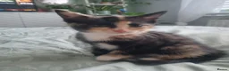 Mixed Breed cats for sale: Beautiful Calico girl - Advert 12