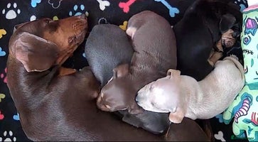 Dachshund dogs - Advert 16