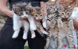 Siberian cats for sale: Siberian mix - Image 1