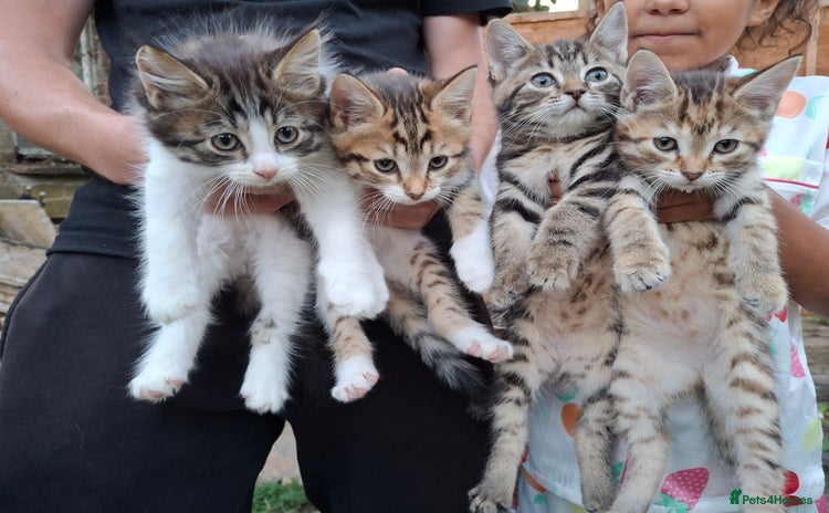 Siberian cats - Advert 2