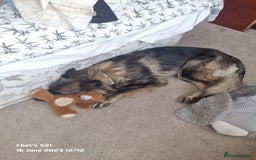 German Shepherd dogs for stud: Beautiful pedigree German shepherd needs stud ASAP - Image 4