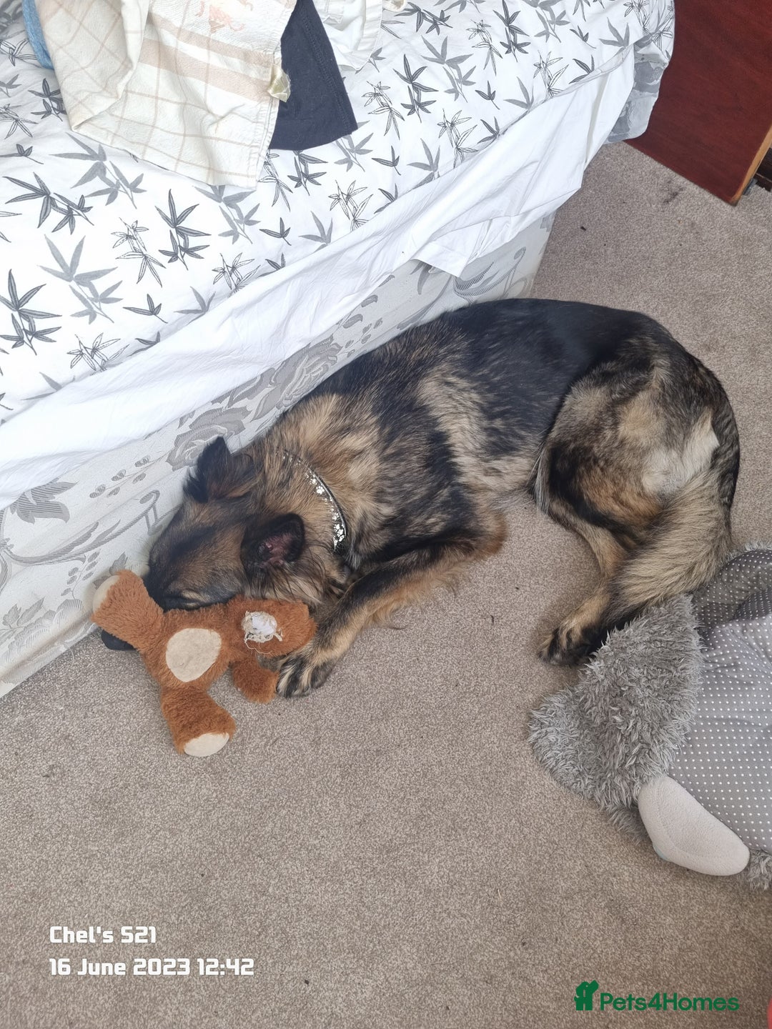 German Shepherd dogs for stud: Beautiful pedigree German shepherd needs stud ASAP - Image 4
