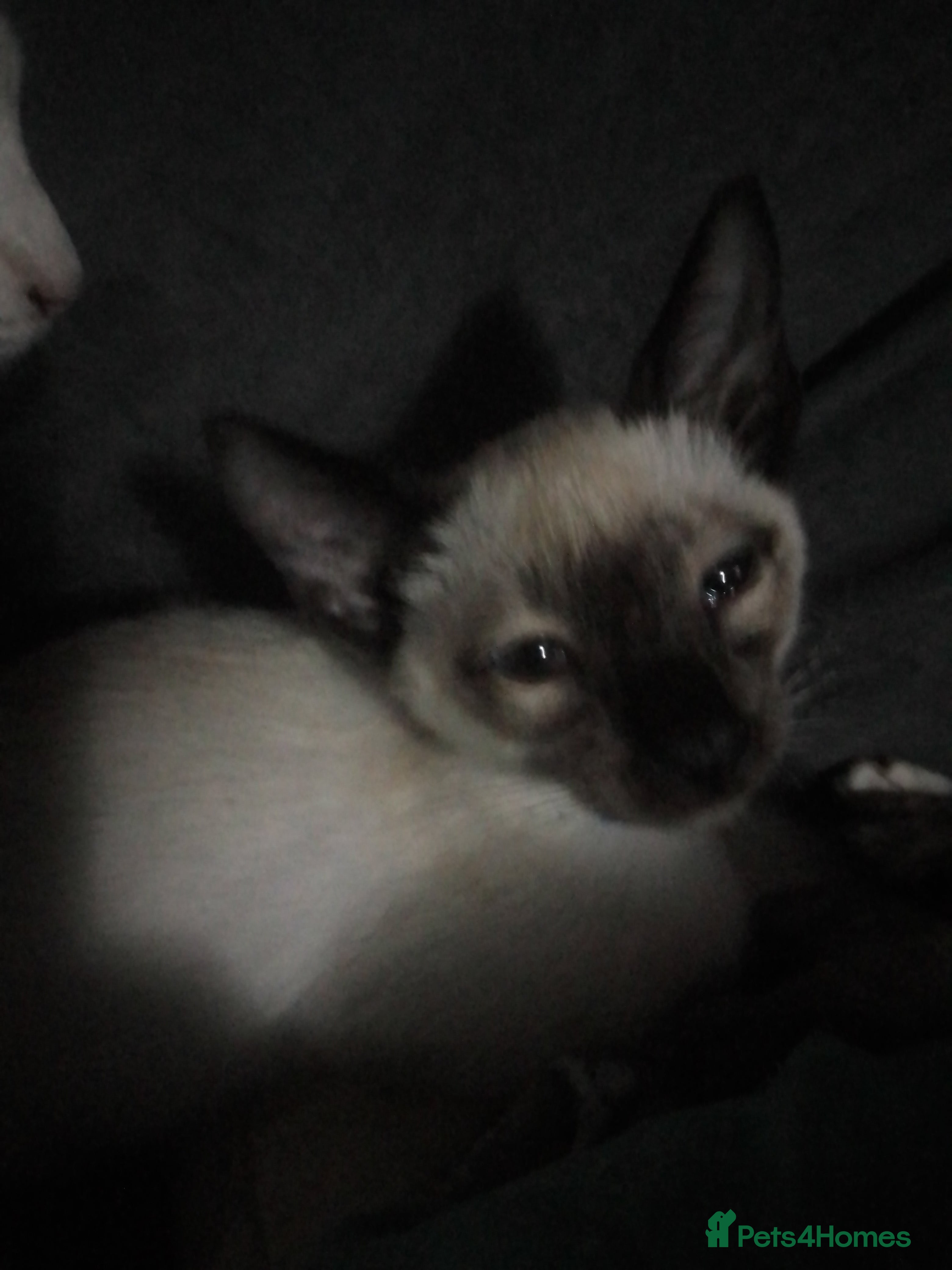 Siamese cats Siamese kittens - Advert 6