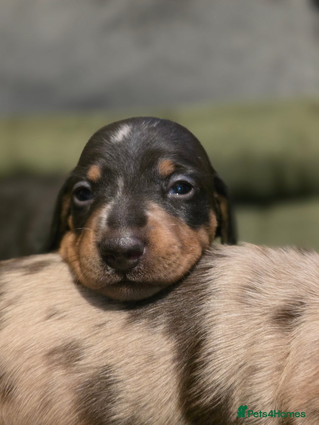 Miniature Dachshund dogs for sale: Miniature Dachshunds  - Advert 2