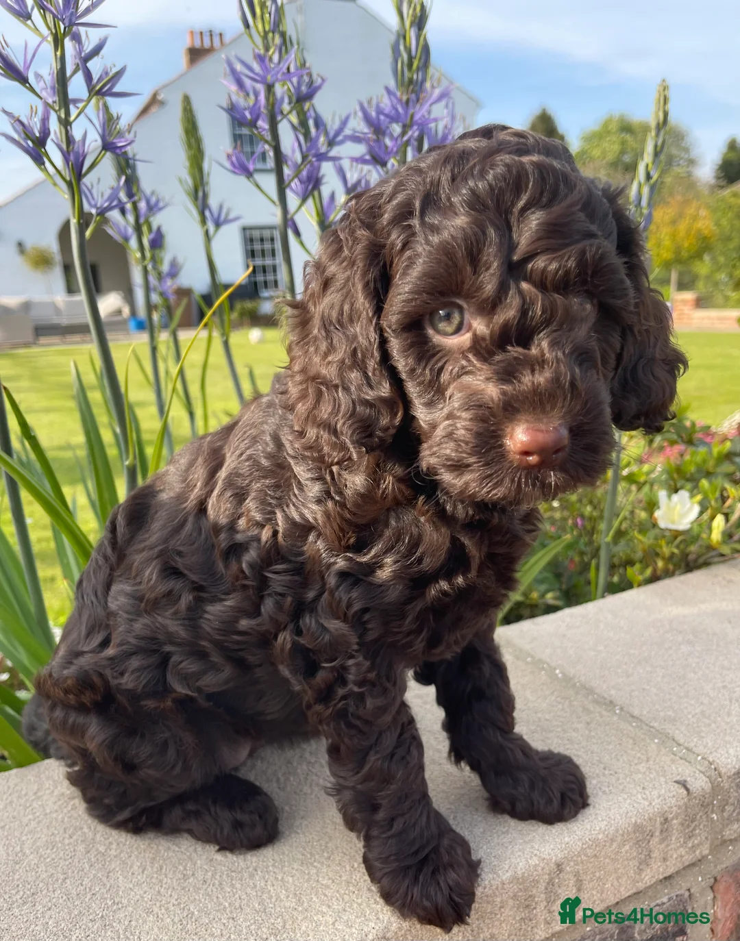 Miniature Poodle dogs for stud: Stunning Red & White Poodle for stud  in Driffield - Advert 13