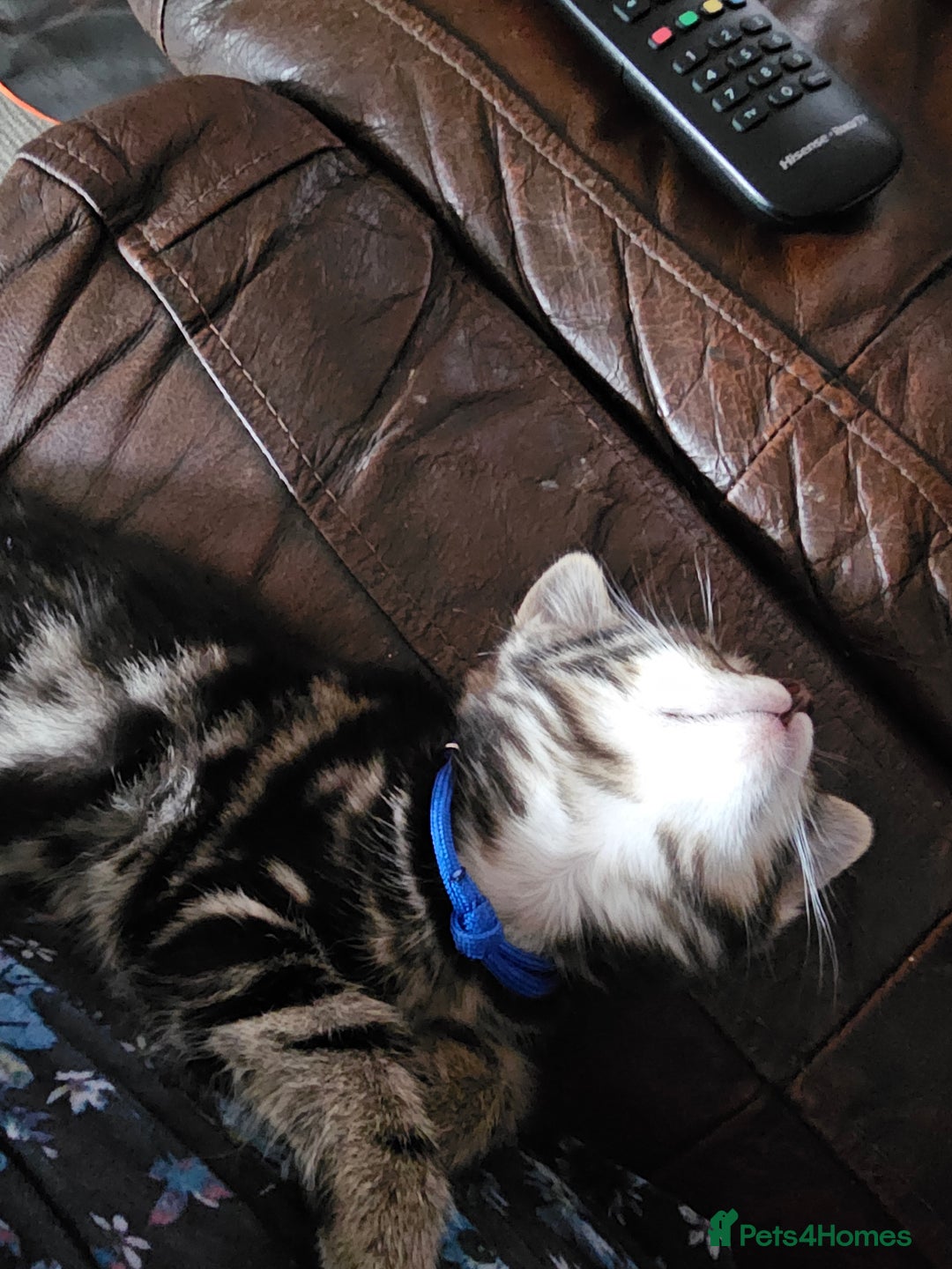 Mixed Breed cats for sale: Friendly Kittens. - Image 20