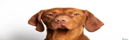 Hungarian Vizsla dogs for sale: Hungarian Vizsla puppies 2 boys and 6 girls. - Advert 5