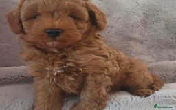 Cavapoo dogs for sale: Cavapoo puppies  - Advert 4