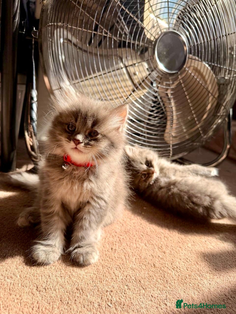 Norwegian Forest Cat cats Two Beautiful female kittens  - Advert 3