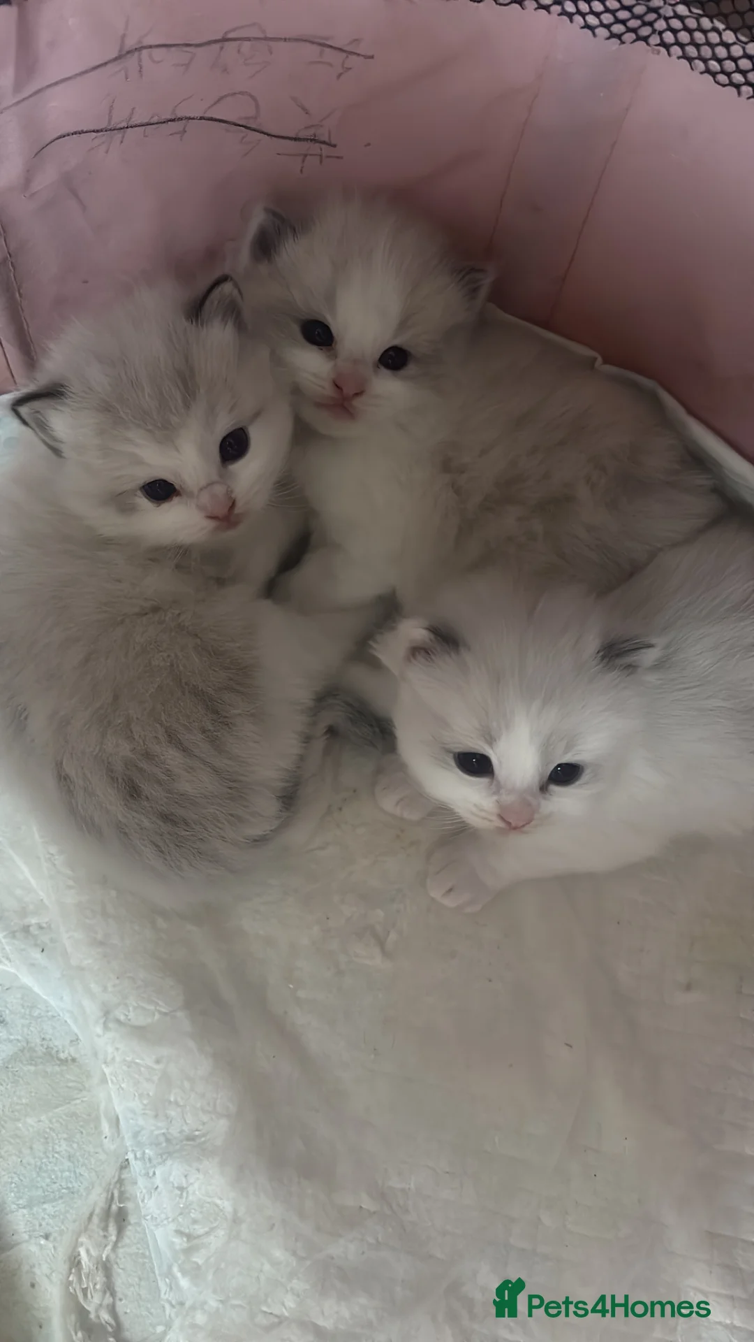 Ragdoll cats for sale: Stunning Tica Registered Ragdoll kittens  - Advert 7