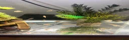 Cichlids fish for sale: African cichlids - Advert 3