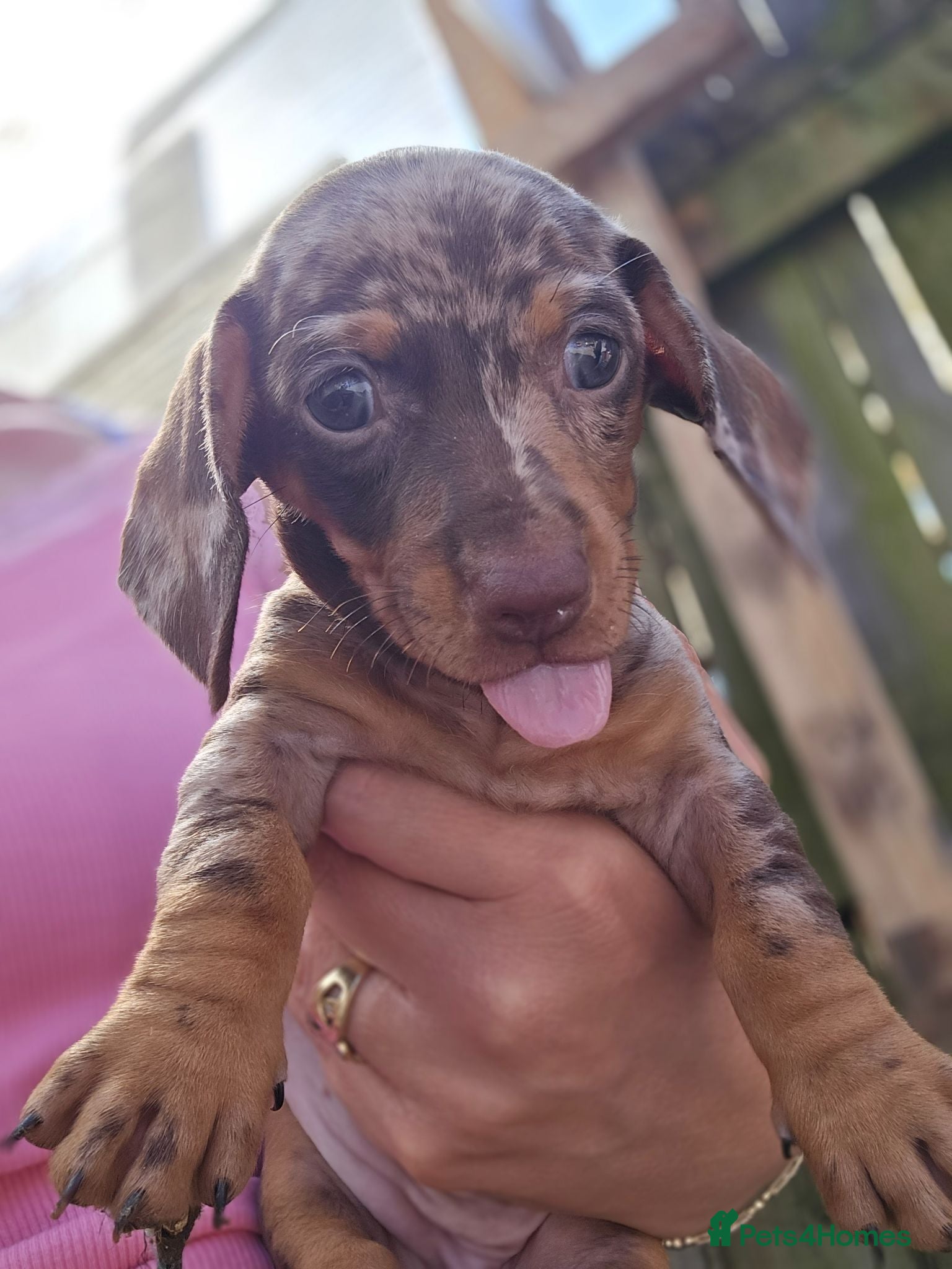 Dachshund dogs 4 extra mini daschunds looking for there new home  - Advert 2