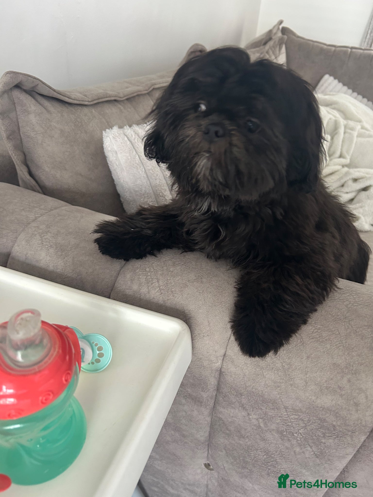 Shih Tzu dogs Imperial Shih Tzu  - Advert 5