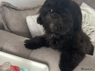 Shih Tzu dogs Imperial Shih Tzu - Advert 15