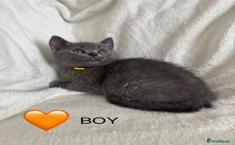 British Shorthair cats - Advert 14