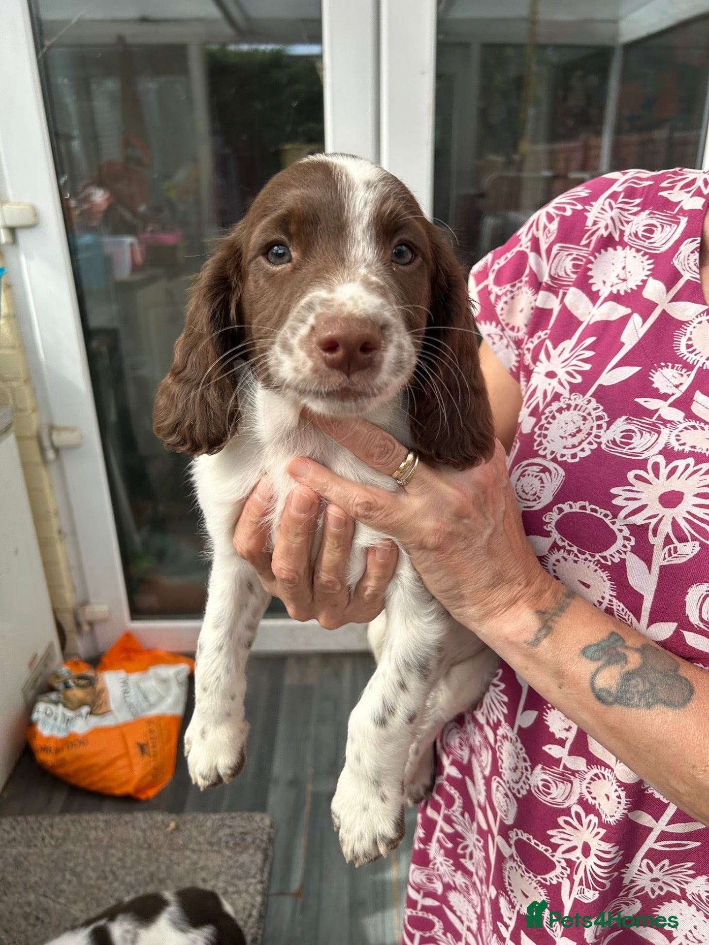 English Springer Spaniel dogs Springer spaniel dog pup  - Advert 6