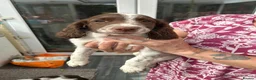 English Springer Spaniel dogs for sale: Springer spaniel dog pup  in Bromyard - Advert 1