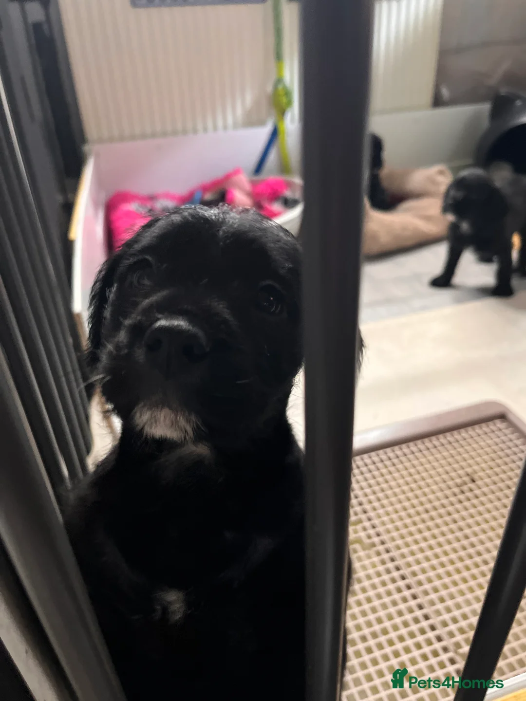 Mixed Breed dogs for sale: Old Tyme English bulldog x poodles “Boodle”pups  - Advert 4